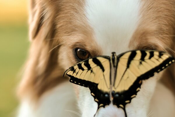 Tiere, der Hund hat einen Schmetterling auf der Nase