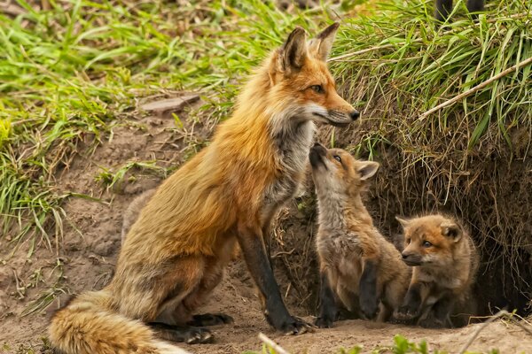 Mutterschaft in der Natur Fuchs und Fuchs