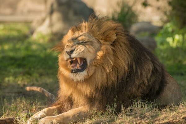 El León malvado es el rey de las bestias