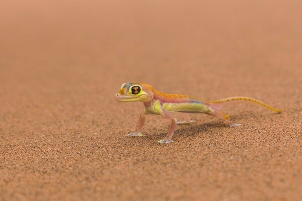 The lizard on the sand looks like an alien