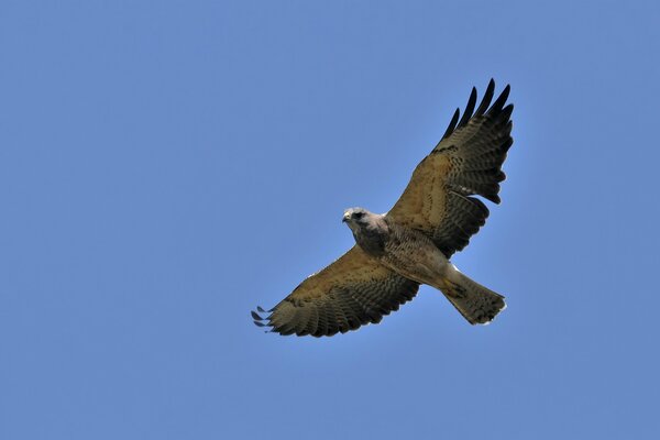 Die Flügel des Falken flattern in den Himmel