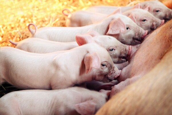 Viele kleine Ferkel werden gegessen