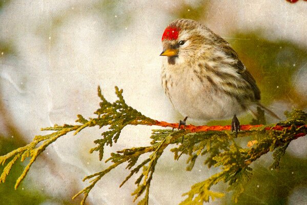 The tap-dancing bird warmed up on a branch