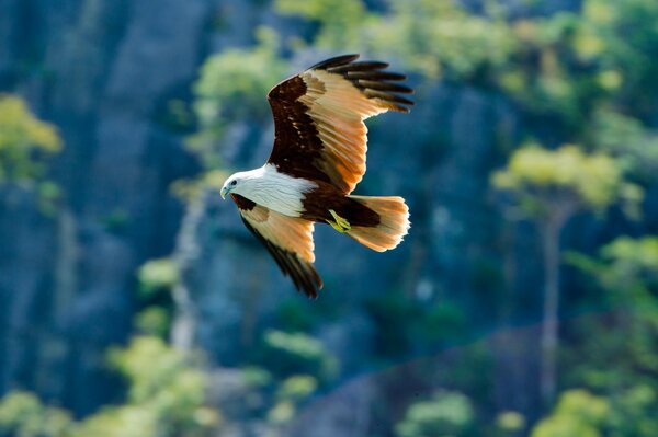 Bald eagle flying among the rocks