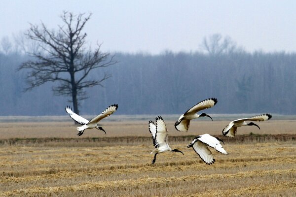 Vogelschwärme kreisen über das Feld