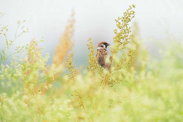 Ein Spatz sitzt auf einem Ast im Feld