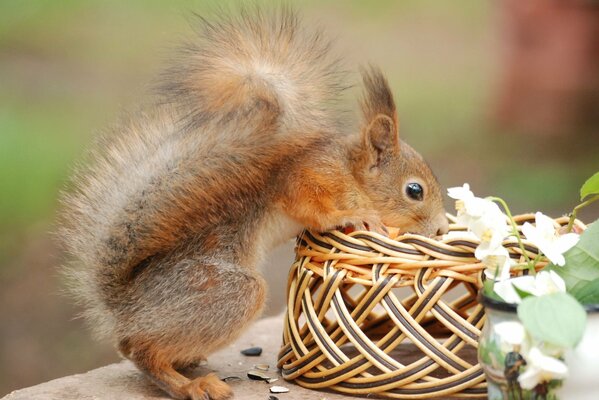 Curious forest squirrel and basket