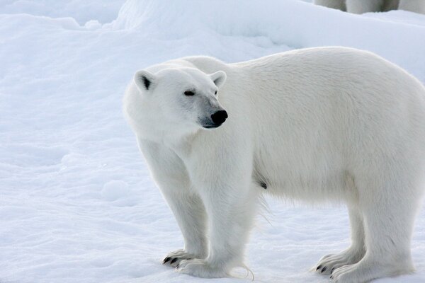 Polar bears live at the North Pole