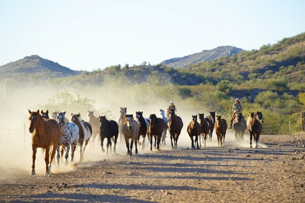 Corrales y vaqueros corral manada