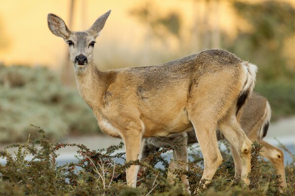 The doe looks into the Distance with open ears