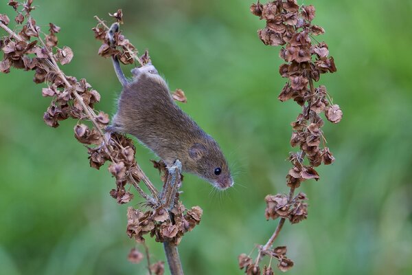 Redhead wash on a dry branch