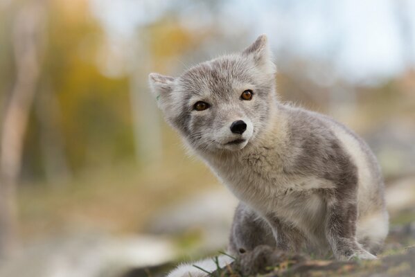 Renard Arctique sur fond flou