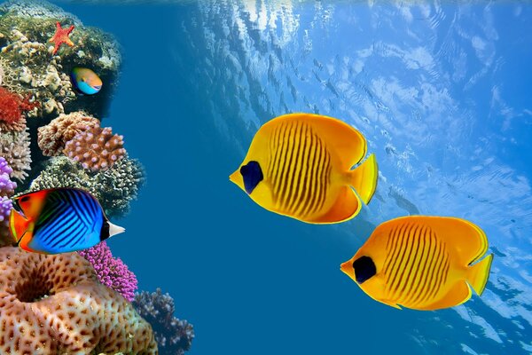 Coral reefs and fish underwater