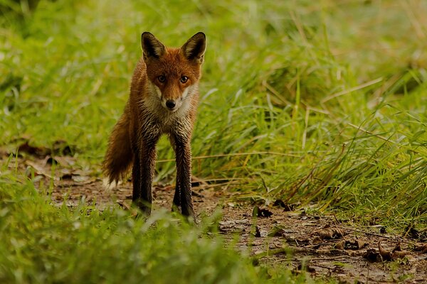 Rotfuchs im verschwommenen Gras