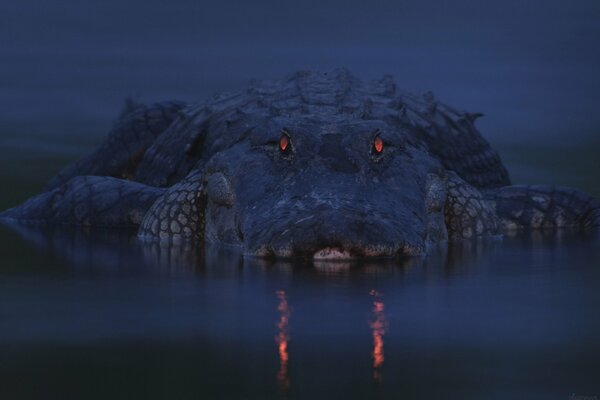 The predatory gaze of an alligator out of the water