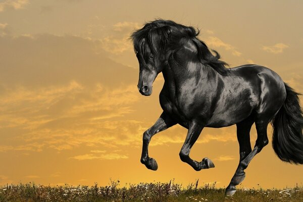 Photo of a proud black horse in a gallop