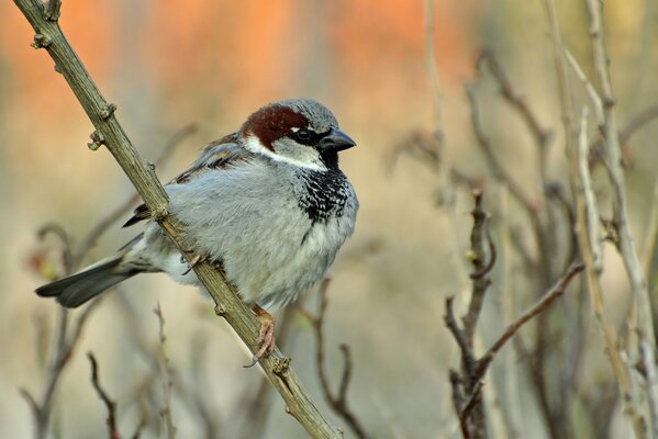 Ein Spatz sitzt auf einem Ast