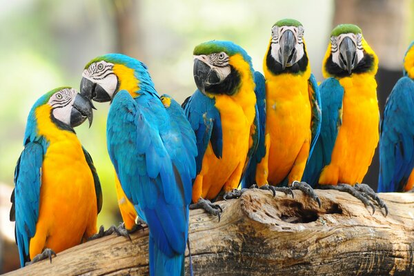 Colorful parrots on a tree trunk