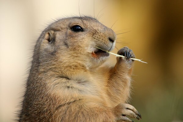 Une marmotte tient du foin dans ses pattes