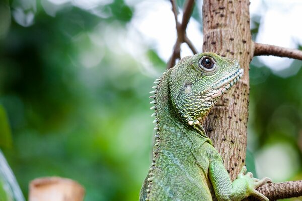 La mirada de la iguana lagarto verde