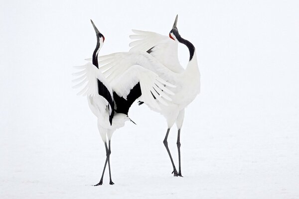 Par de grullas bailando en la nieve