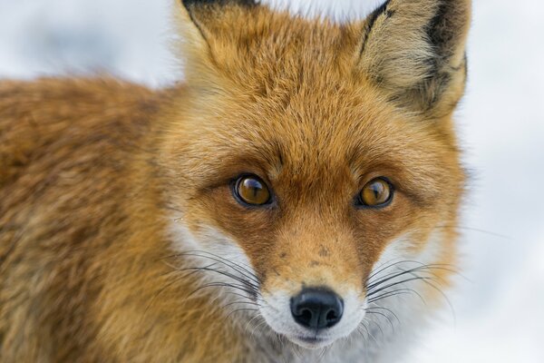 Faccia di volpe con sguardo rosso sulla neve