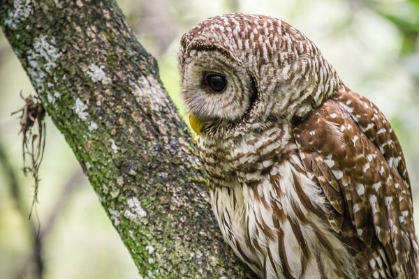 An owl sits in profile on a tree