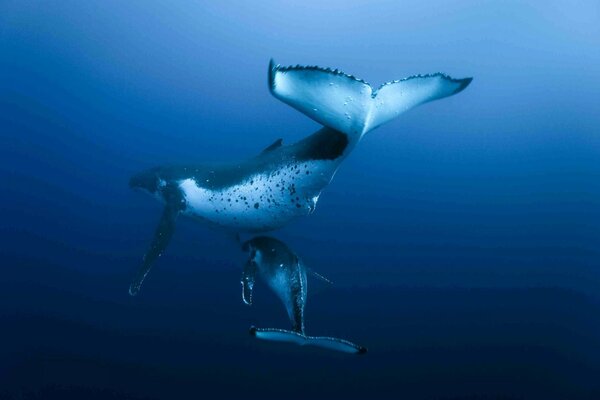 Deux baleines dans l océan sans fond