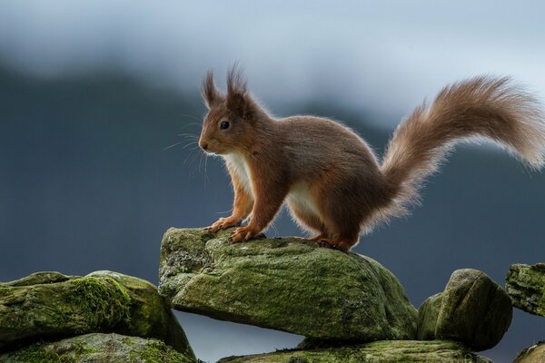 A red squirrel is sitting on a rock