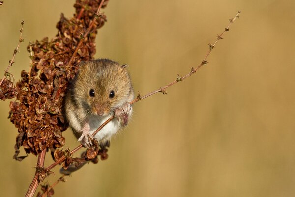 A field mouse on a branch of a plant