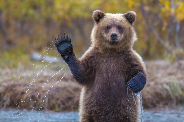 Midweed greets with a paw in the water