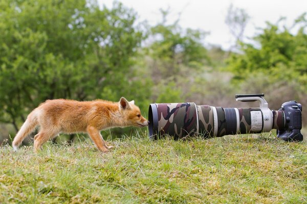 Renard sur l herbe à côté de l objectif