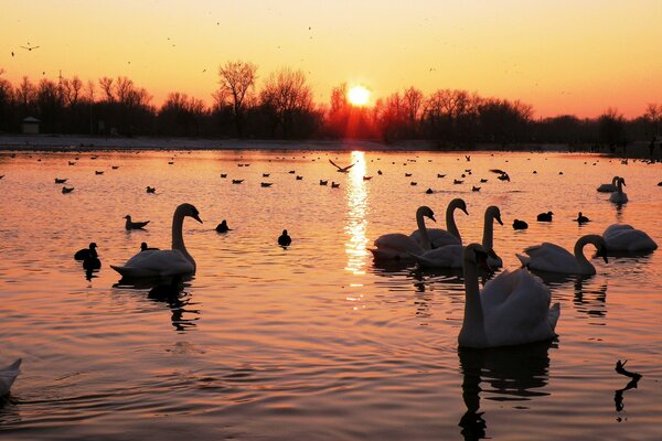 Lac, troupeau de cygnes, coucher de soleil