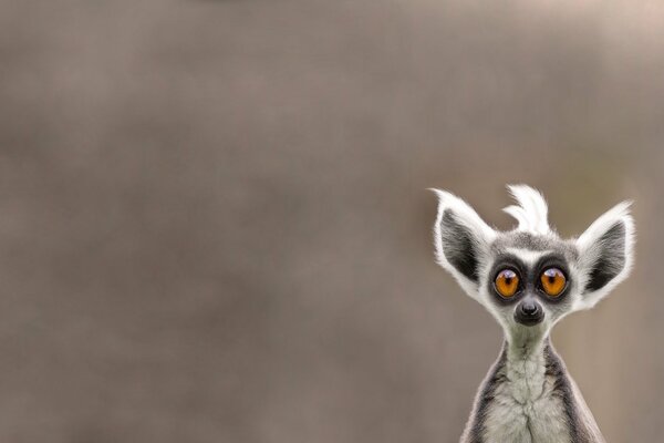 Funny photo of a little lemur