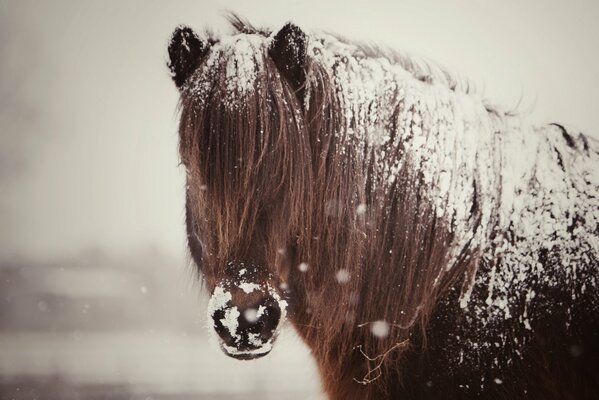 Das Pferd mit der langen Mähne wurde mit Schnee bedeckt