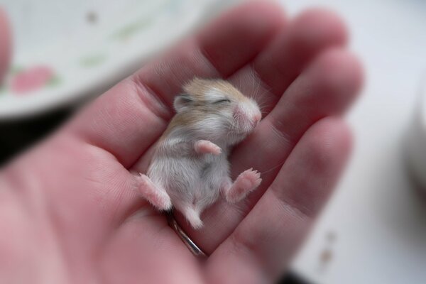 Kleiner Hamster in großer Hand