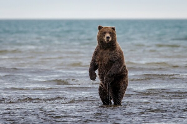 Oso de peluche se baña en el mar