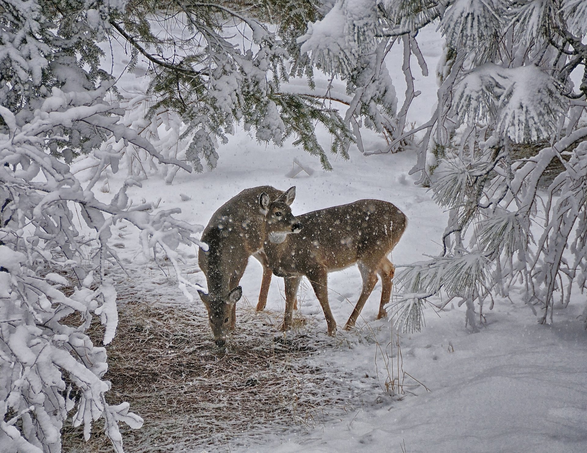 reindeer winter snow