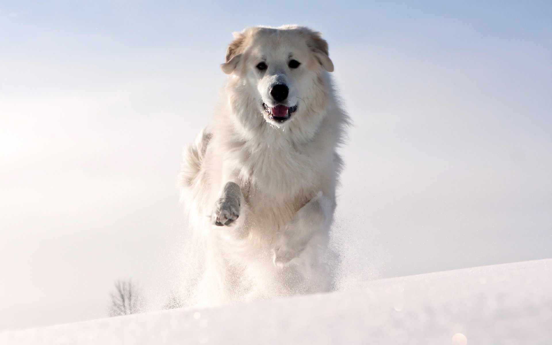 animals dog white ears face running feet wool snow winter cool