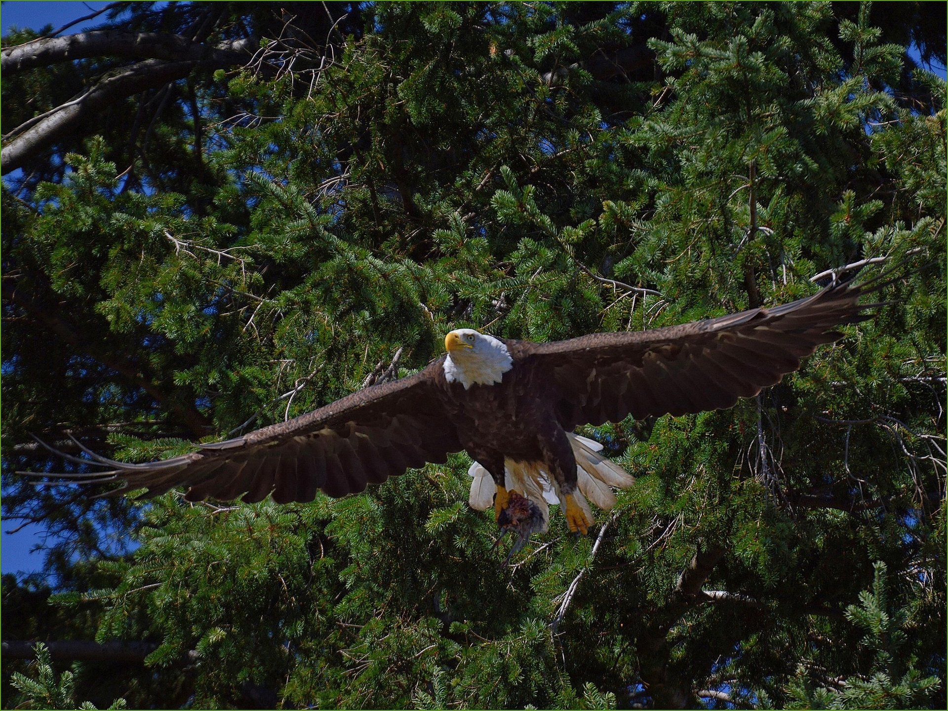 pygargue à tête blanche oiseau arbres prédateur