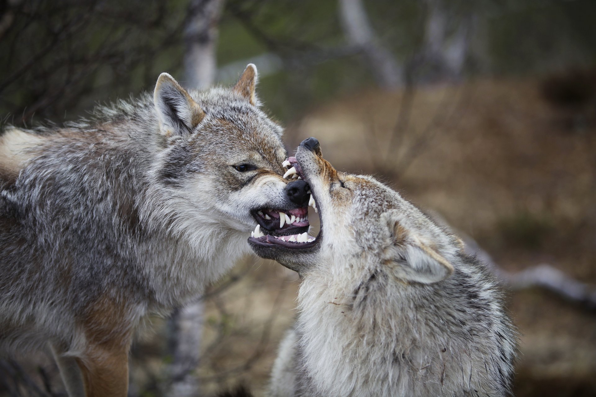 europa euroasiática lobos comunes canis lupus lupus irritación ostrostka noruega