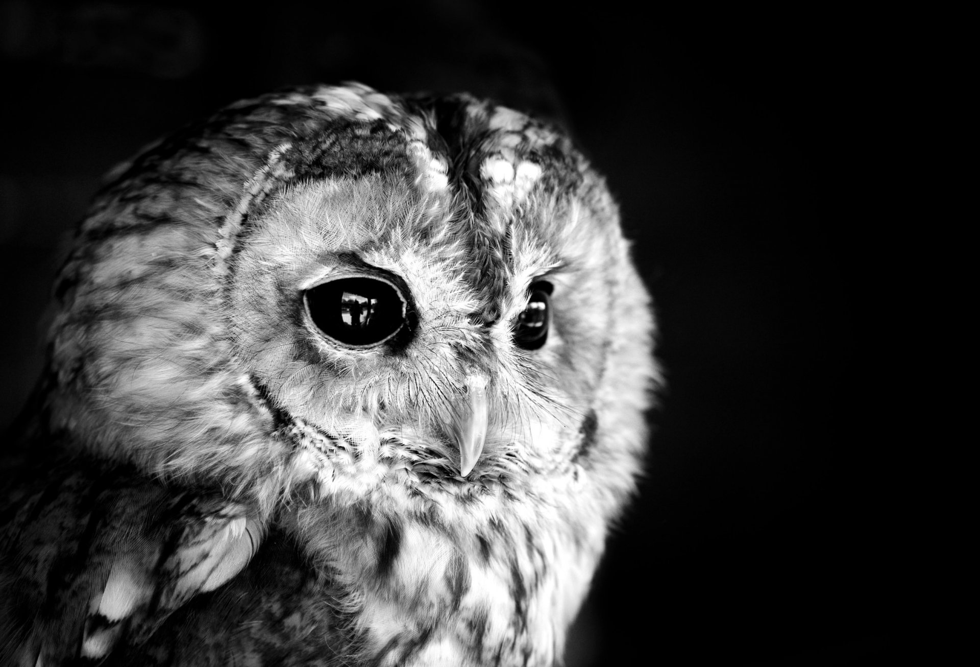 owl black white photo