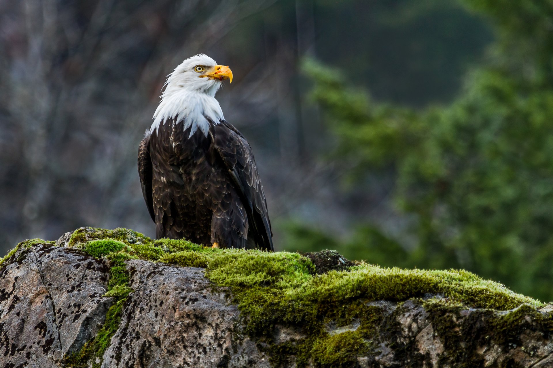 pygargue à tête blanche oiseau prédateur