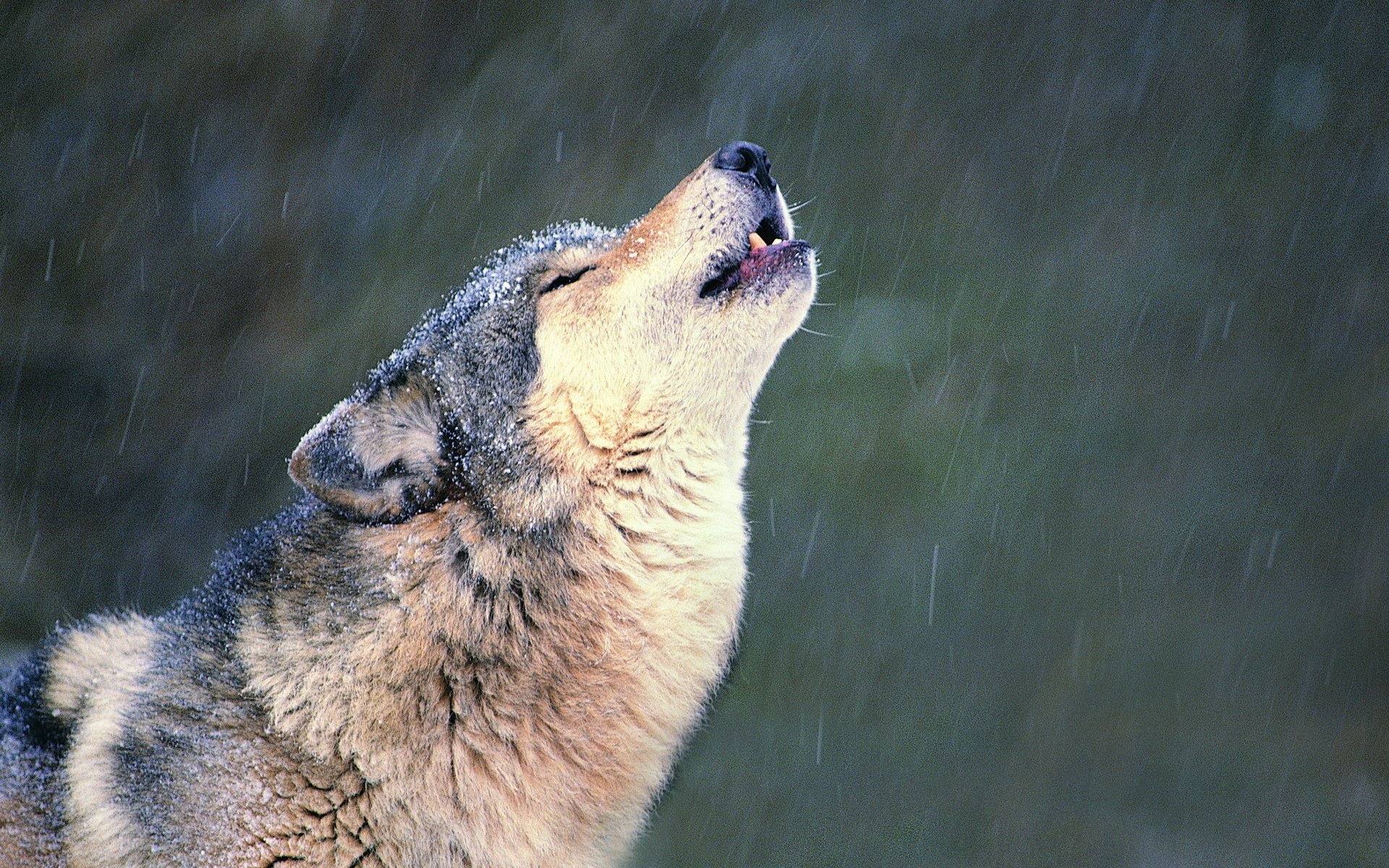 wolf heulen schnee einsamkeit