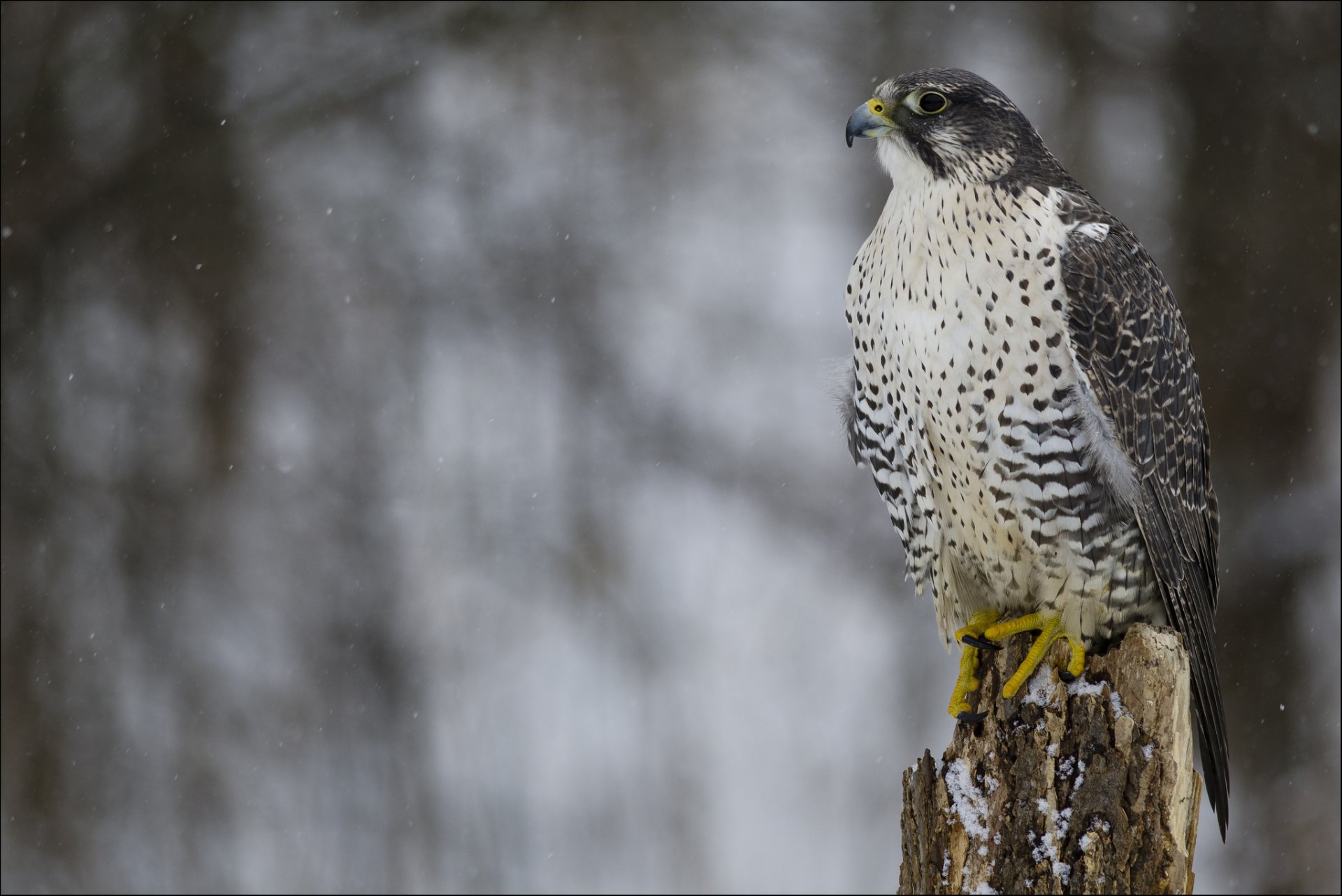 merlin falcon poultry predator view section winter snow