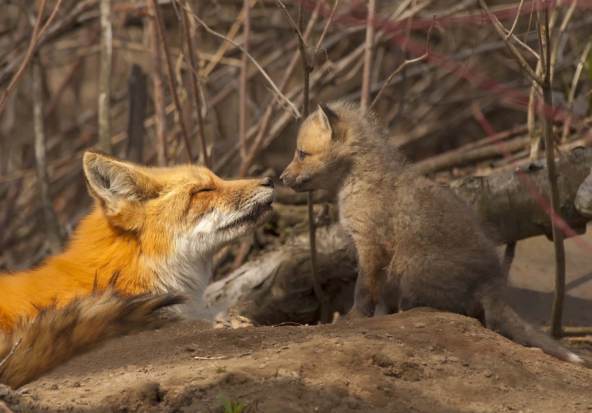 fox fox cub motherhood