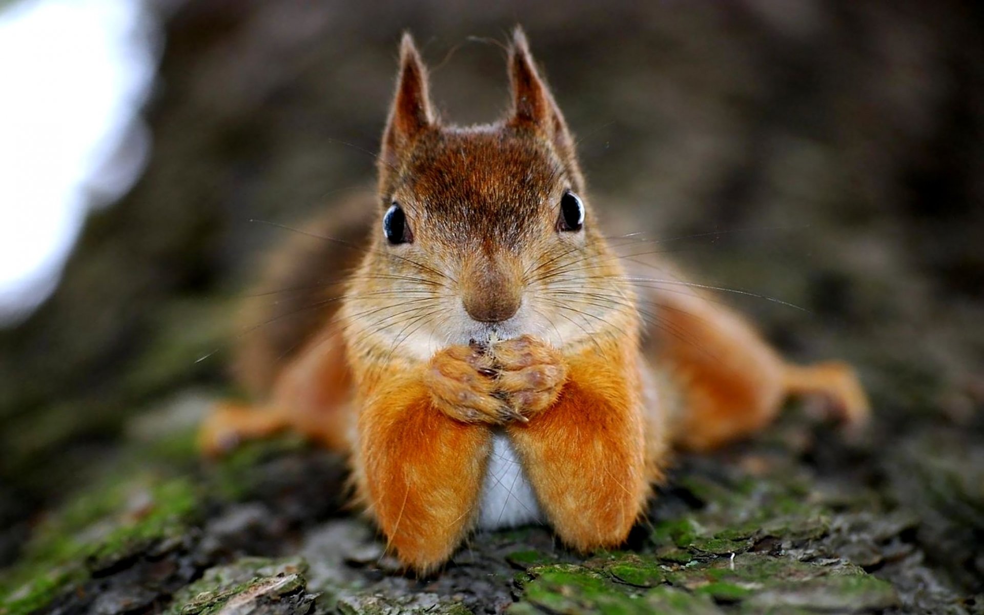 écureuil rousse pattes d oie arbre drôle humour visage yeux