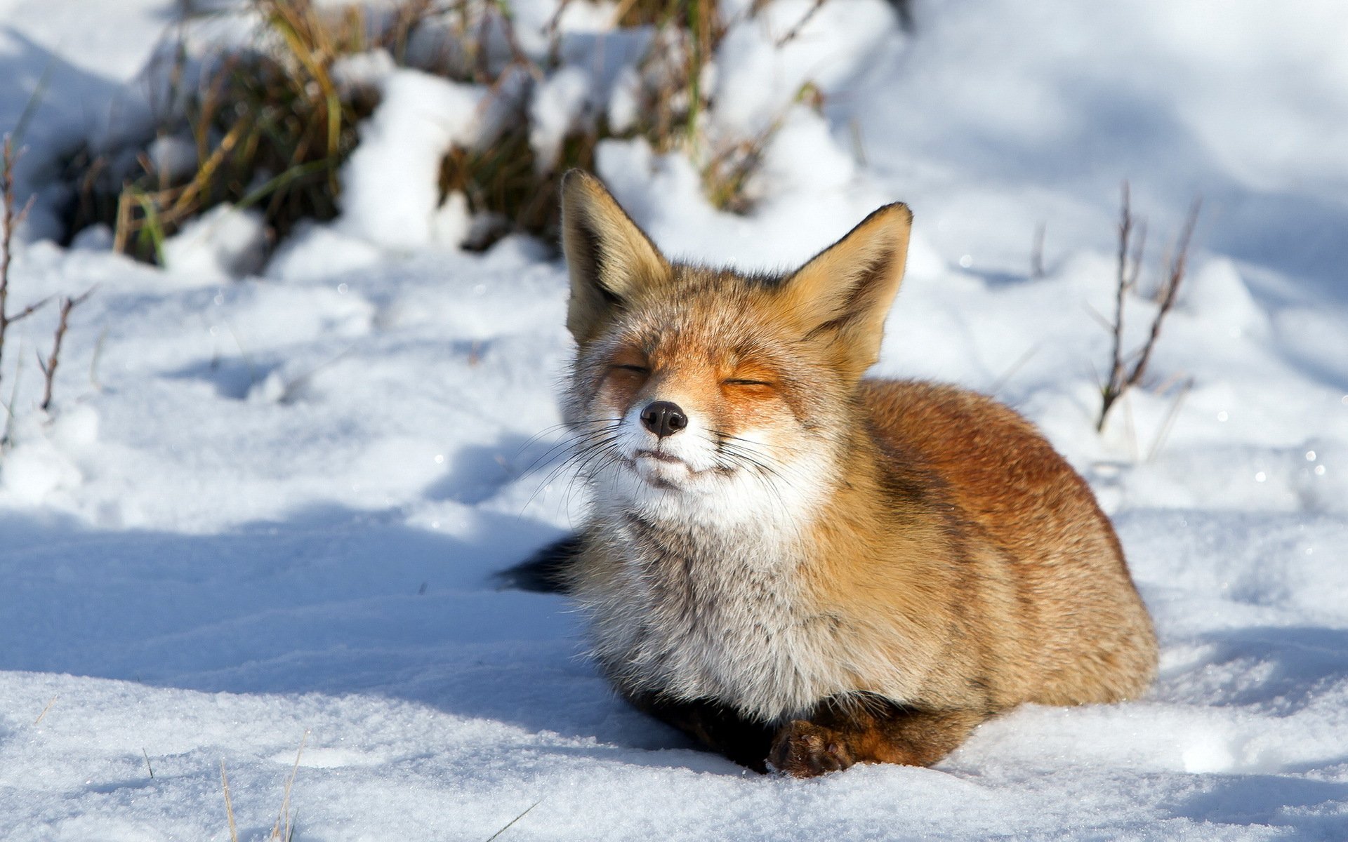 zorro nieve invierno