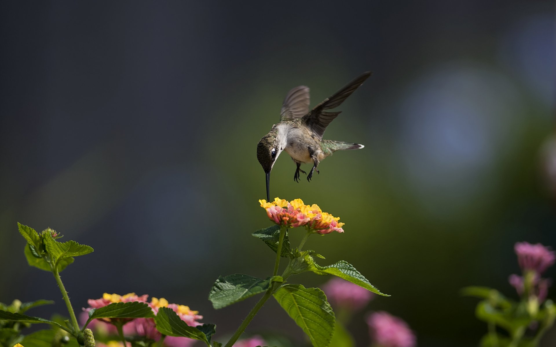 gros plan oiseau colibri fleurs ensoleillé