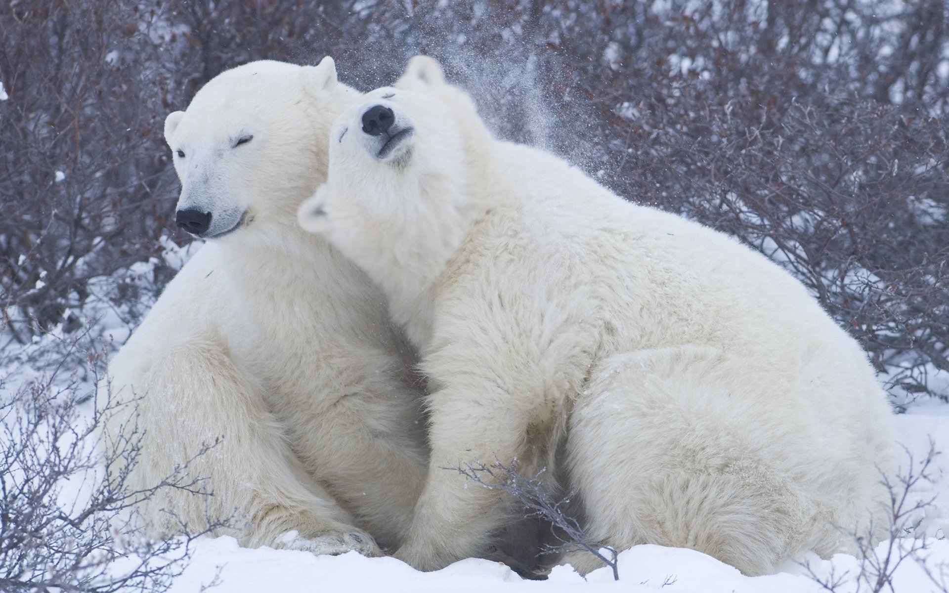 blancos osos nieve